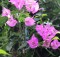 Pleners_2016